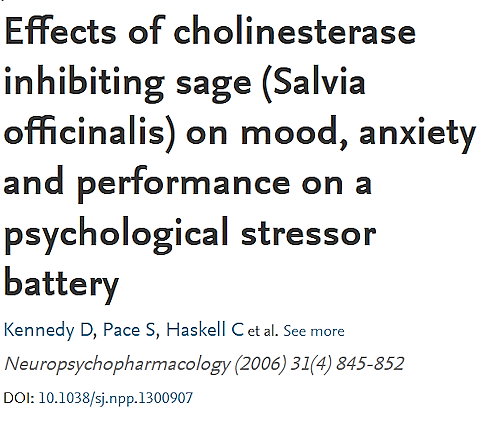 Een week geleden schreven we over de positieve effecten van salie - andere naam: Salvia officinalis - op de cognitieve vermogens van mensen met een milde vorm van dementie. Salie laat ook de hersenen van jonge mensen beter werken als die moeten presteren onder stress.