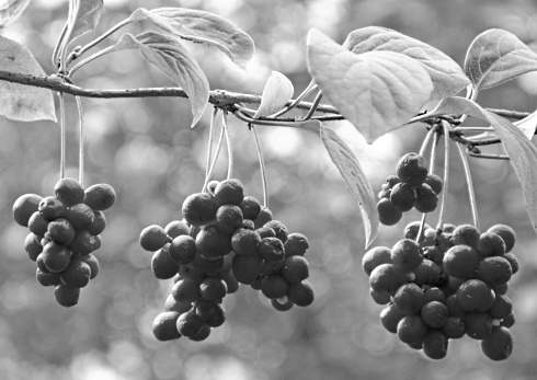 Schisandrin-B, de vernietiger van vetcellen in Schisandra chinensis