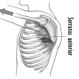 De serrati anterior ontwikkelen? Dat doe je met pushups