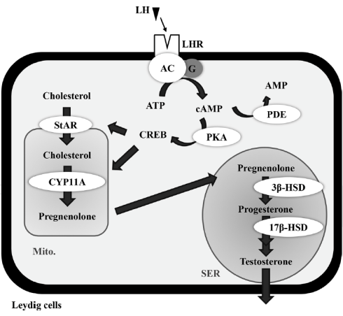 Is penta-acetylquercetine een testosteronbooster?