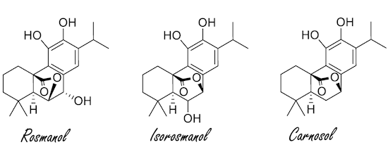 Een week geleden schreven we over de positieve effecten van salie - andere naam: Salvia officinalis - op de cognitieve vermogens van mensen met een milde vorm van dementie. Salie laat ook de hersenen van jonge mensen beter werken als die moeten presteren onder stress.