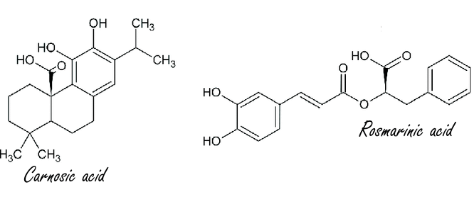 Een week geleden schreven we over de positieve effecten van salie - andere naam: Salvia officinalis - op de cognitieve vermogens van mensen met een milde vorm van dementie. Salie laat ook de hersenen van jonge mensen beter werken als die moeten presteren onder stress.