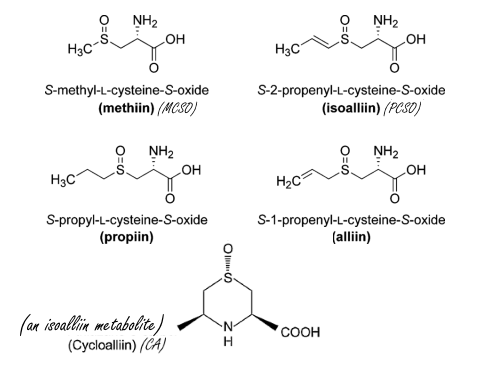 Cysteine-sulfoxides in uien zorgen voor meer testosteron