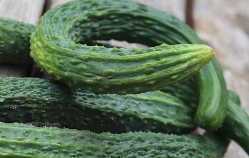Alleen in komkommers uit je eigen moestuin zit misschien idoBR-1