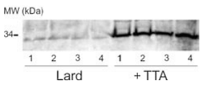 Een hele rare vetverbrander, dat tetradecylthioacetic acid