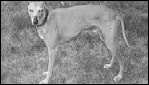 Fokkers maken per ongeluk myostatinloze monsterhonden