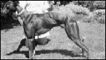 Fokkers maken per ongeluk myostatinloze monsterhonden