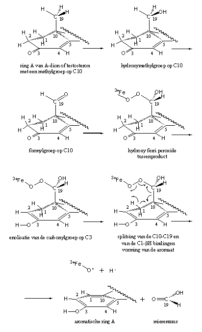 Schema 2