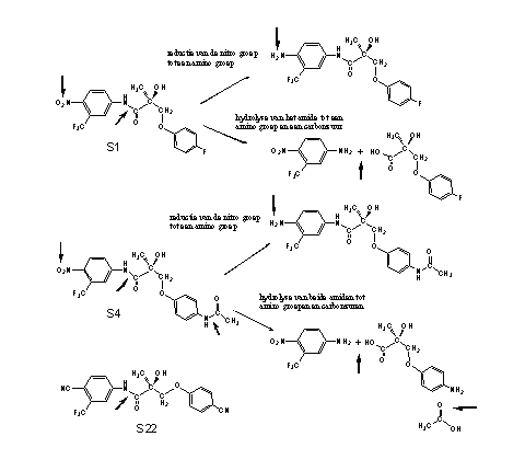 Schema 1