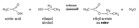 Scheme 10