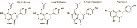 8-Prenylnaringenin, een natuurlijk anabolicum voor vrouwen