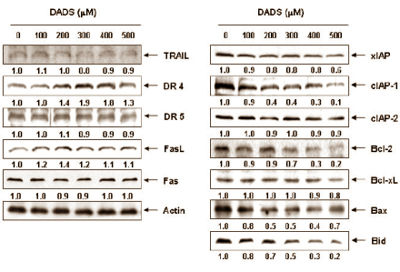 Knoflook, prostaatkanker en Death Receptor 4