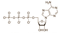 Glucosamine imiteert het effect van een koolhydraatarm dieet