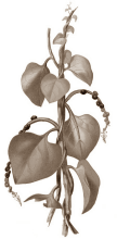 Testosteronverhoger Basella alba activeert ook aromatase