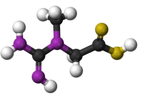 Creatine versnelt herstel spieren duursporters
