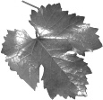 Extracten van de bladeren van de druif of Vitis vinifera zitten al in kosmetische producten die de bloedtoevoer naar de benen moeten verhogen – en straks ook in supplementen voor duursporters. Hun dierproeven verlopen in ieder geval veelbelovend.