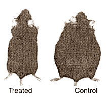 Misschien is het de oplossing voor de vetzuchtepidemie. Een slim molecuul dat vetcellen opzoekt en uitschakelt. Zonder bijwerkingen ben je in een paar weken van je vetlagen verlost. Hoe is het mogelijk? Door overmatig vetweefsels te zien als kanker, een database te doorzoeken en daarna te gaan knippen en plakken met interessante eiwitten die je hebt gevonden.