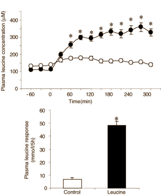 Een paar gram leucine verhoogt spierversterkend effect van maaltijd