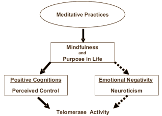 Meditatie vertraagt moleculaire veroudering