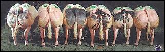 Myostatinblokker JA16 vergroot de spiermassa