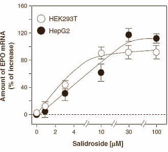 Verbinding in Rhodiola verhoogt aanmaak van EPO