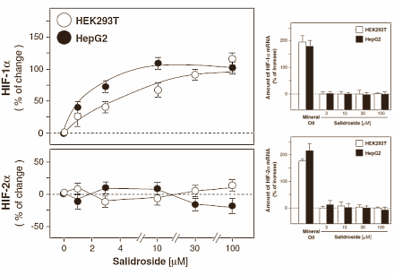 Verbinding in Rhodiola verhoogt aanmaak van EPO