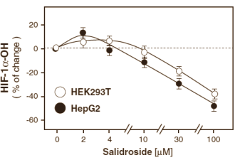 Verbinding in Rhodiola verhoogt aanmaak van EPO
