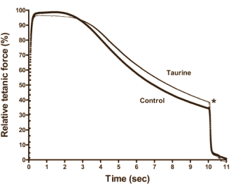 Supplementenbedrijven prijzen het aminozuur taurine wel eens aan als een middel waarmee krachtsporters intensiever kunnen trainen. Volgens een ex vivo-studie die sportwetenschappers van Victoria University in Australi� publiceerden in de Journal of Applied Physiology zuigen die supplementenbedrijven dat niet uit hun duim. Suppletie met taurine maakt spieren inderdaad sterker.