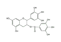 Groene theedrinkers hebben dertig procent minder estradiol