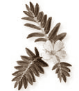 Tribulus terrestris
