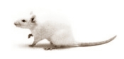 Wistarrat